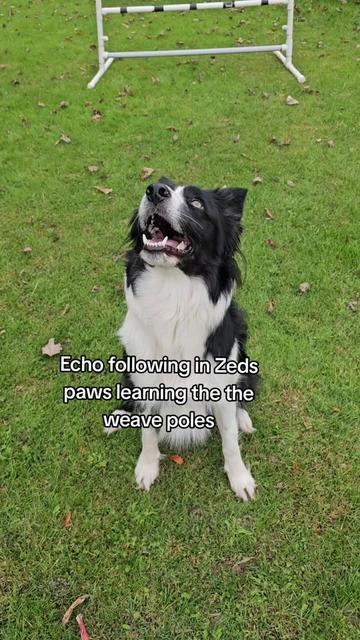@Zedthebordercollie🇨🇦