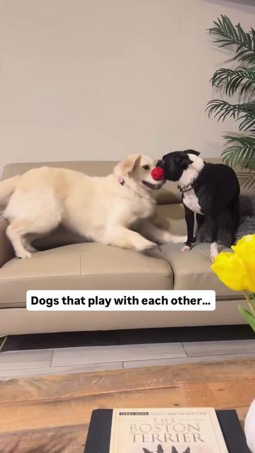 @PetFitness