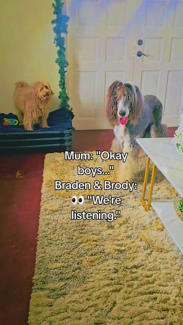 @MixedPetCollective