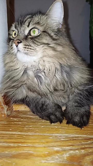 @cat_bayun_