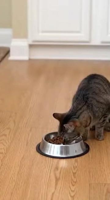 @Purrfect Moments