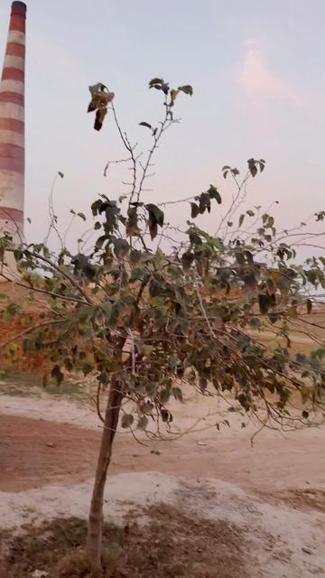 @M zafar Iqbal kathia
