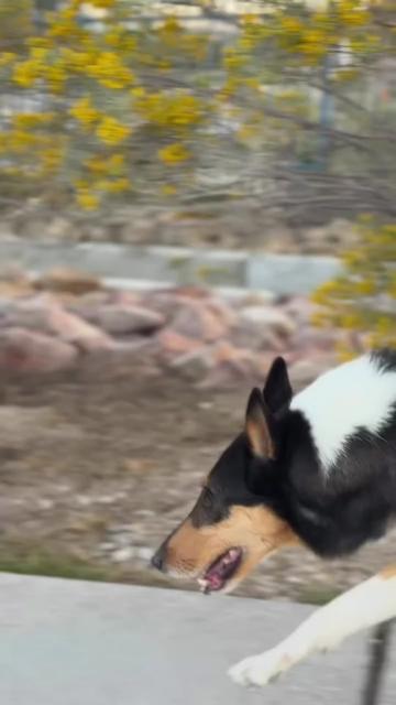 @lauren | dog behavior pro