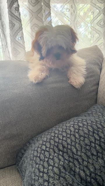 @Crispín_y_mia_abelito_shihtzu_