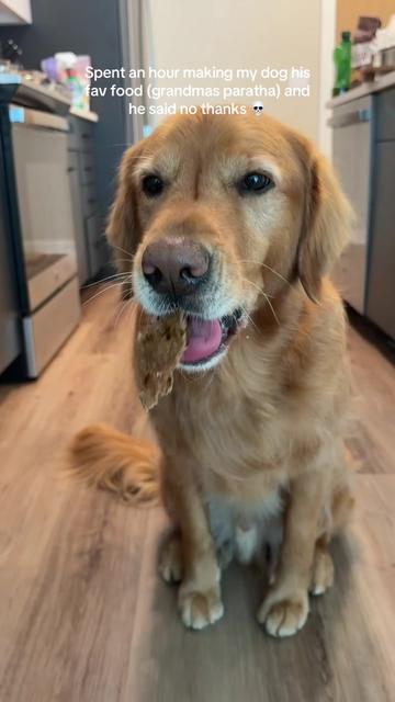 @Bentley the Spicy Golden🌶️