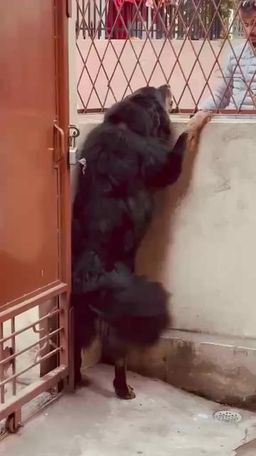 @Kashmiri_Bakrwal_Dog