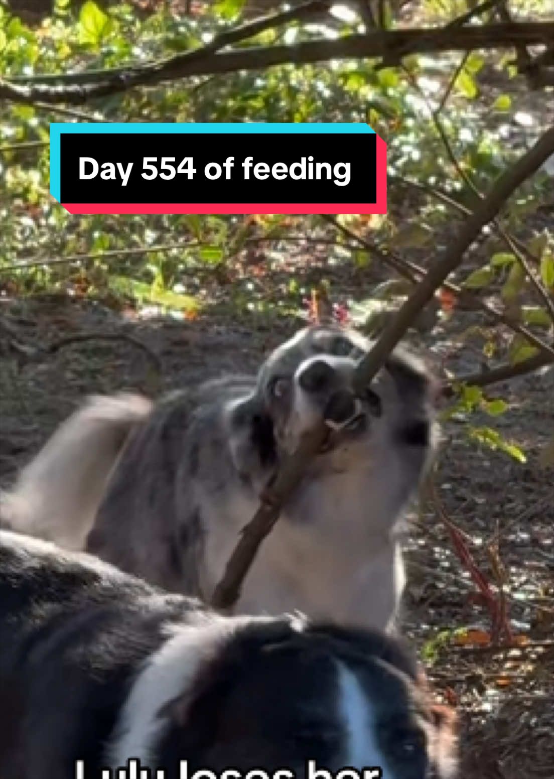 @jesswithallheranimals