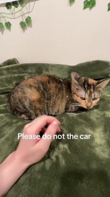@shelbyspng
