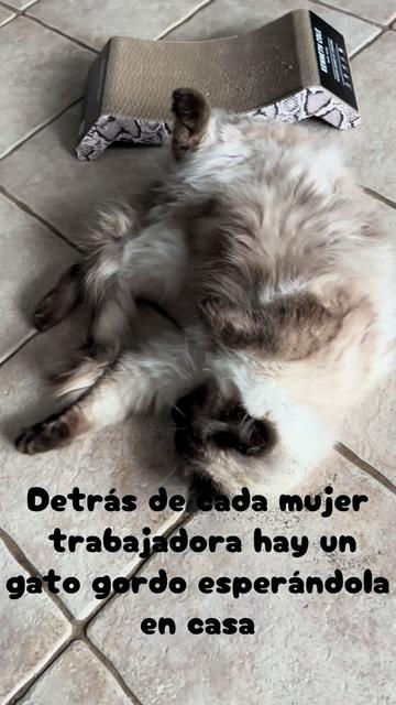 @🌙Cynthia🌙