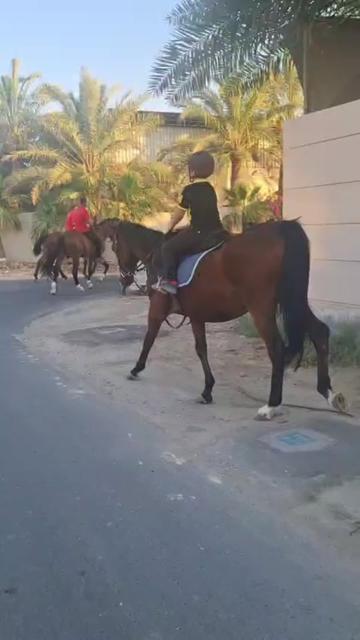 @Al Bosta Equestrian