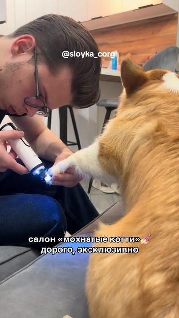@Слойка корги