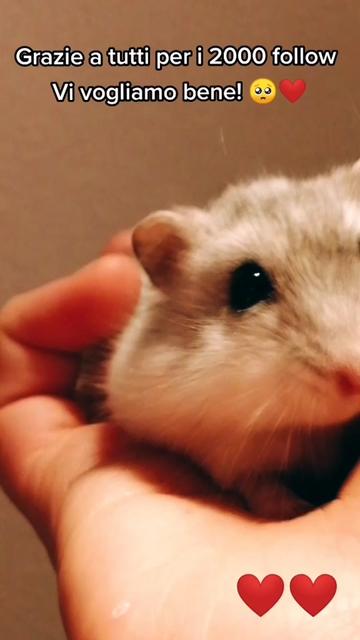 @susi_and_animals🐭🍀💕🎇