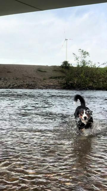 @DogWalk78