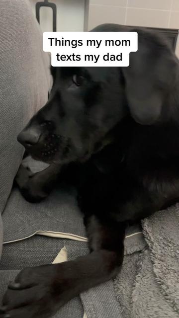 @Huxley Knox the Black Lab