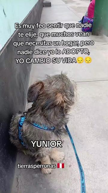 @Asociación T.Perrunas🐕🐈🇵🇪