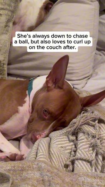 @Adopt a Pet