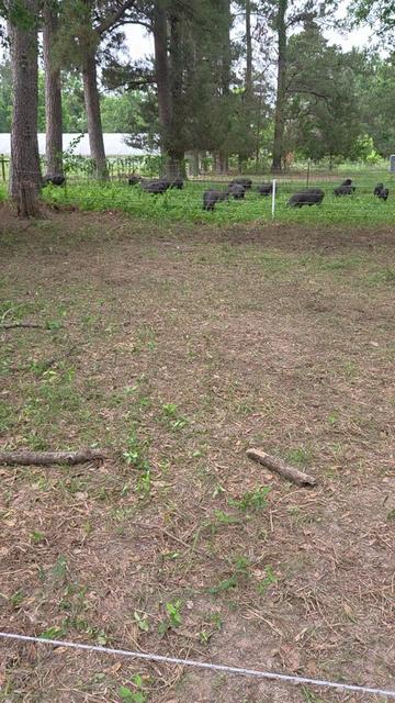 @DelaterrePermacultureFarm