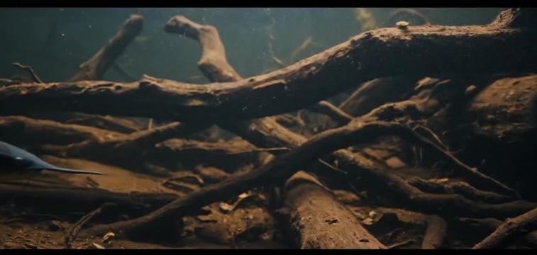 @ocean