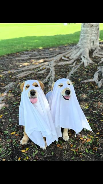 @3goldenretriever