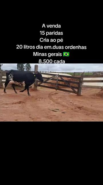 @marketing_do_gado