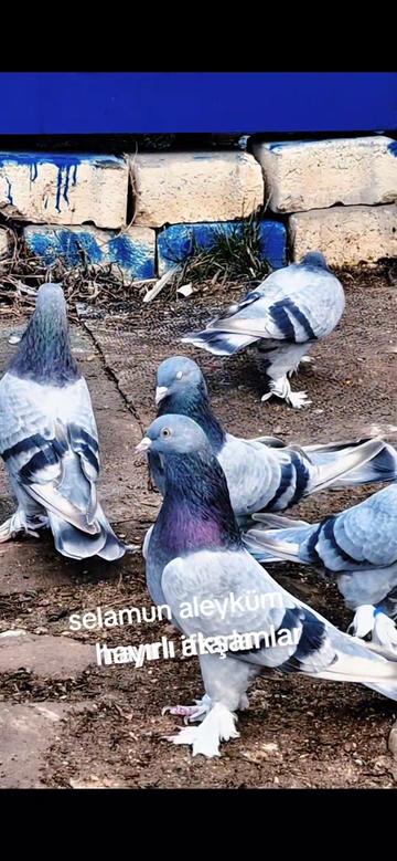 @huseyinsagir
