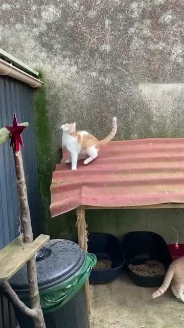 @Descubrimientoanimal