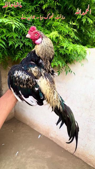 @Poultry Markaz