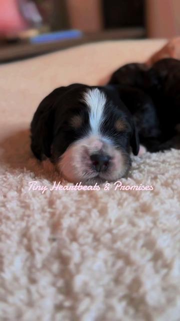 @Peachstones Bernedoodles