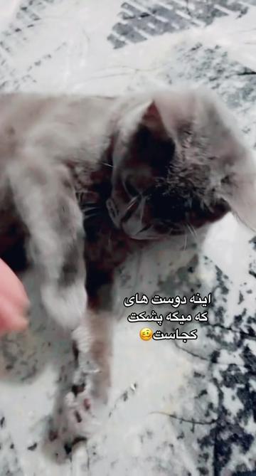 @پیشوگک🎀