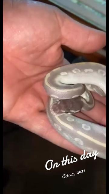 @Sallevallesnakes (jose)