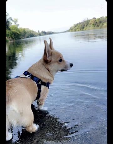 @CorgiMonty