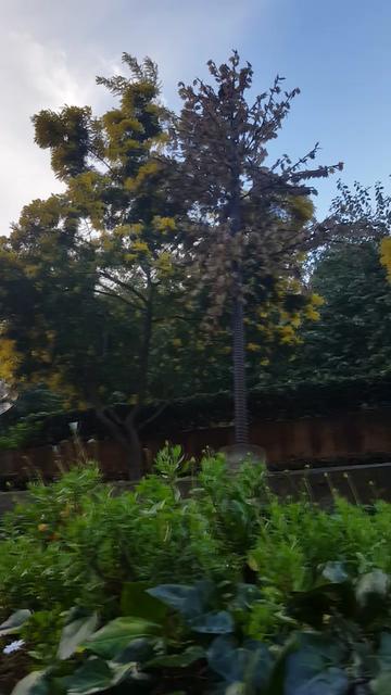 @goéland.dz