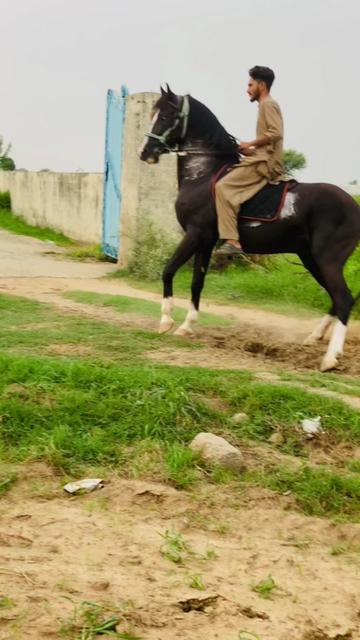 @Ch Hammad bokan &hearts;️🐎