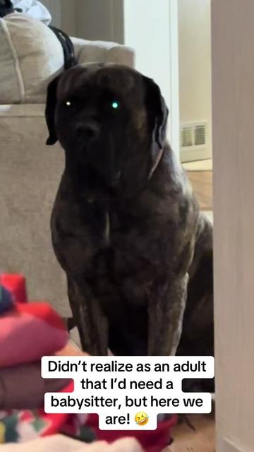 @HULK the mastiff