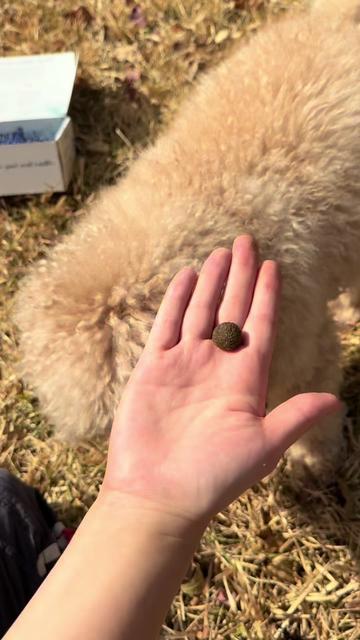 @toe beans inc!🐾
