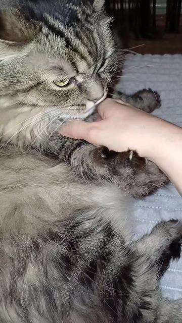@cat_bayun_