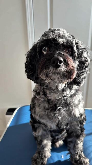 @Archie The Bernedoodle