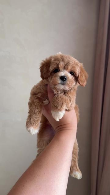 @Maltipoo Puppy Place