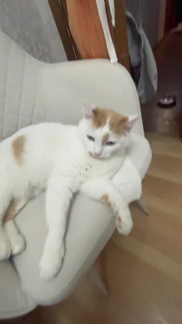 @๐ฝ๐๐๐๐ข๐โฎโห