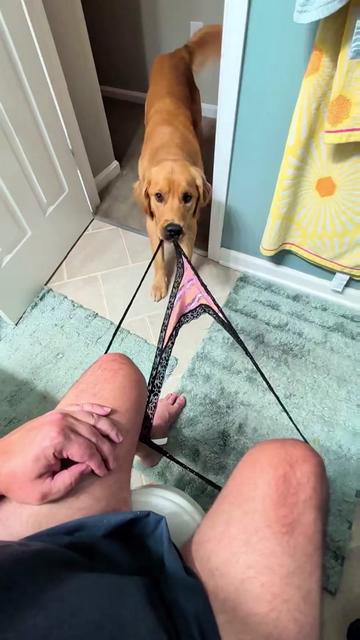 @Diarrhea Support Dog Training