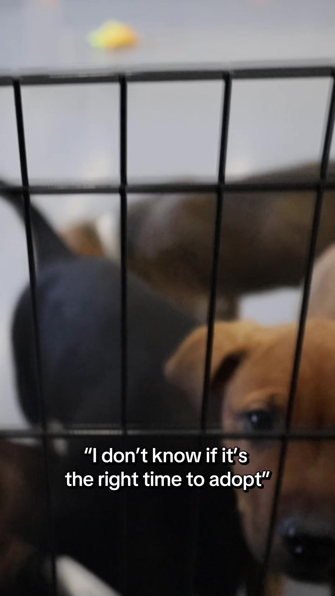 @Calgary Humane Society