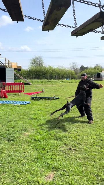 @protectiondobermanns
