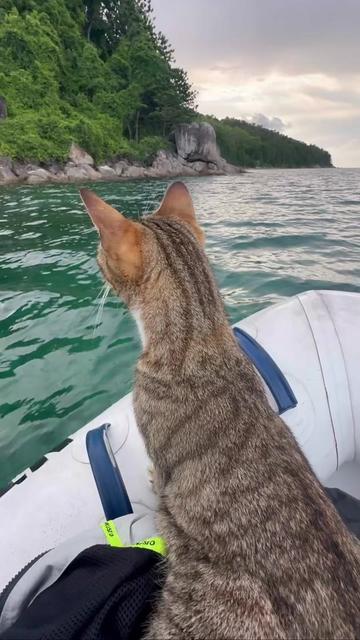 @thatcutecat