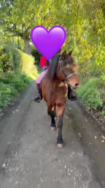 @LottiesHorseAdventures🦄🐴