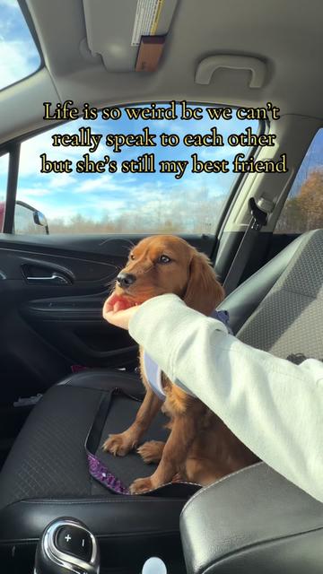 @Sage | Mini Golden Retriever