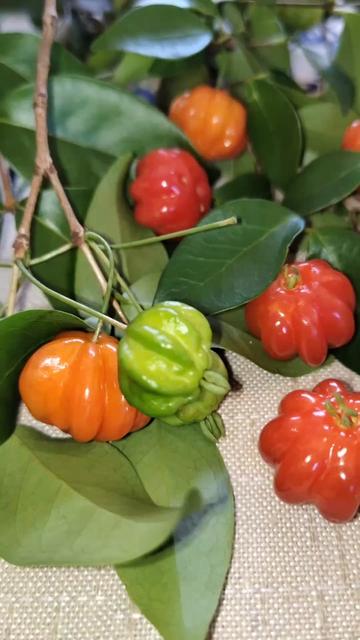 @Dicas e Receitas Naturais
