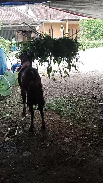 @Juragan Kambing