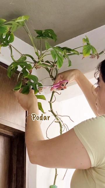 @Plantología🌿