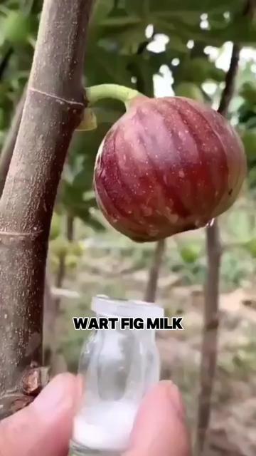 @Odyomuh
