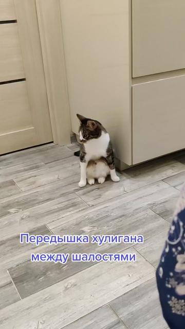@Miki Мики